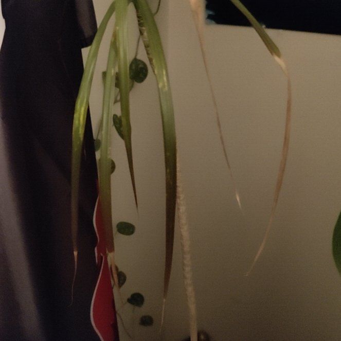Photo of the plant species Draceana by @plantislife named Gobi on Greg, the plant care app