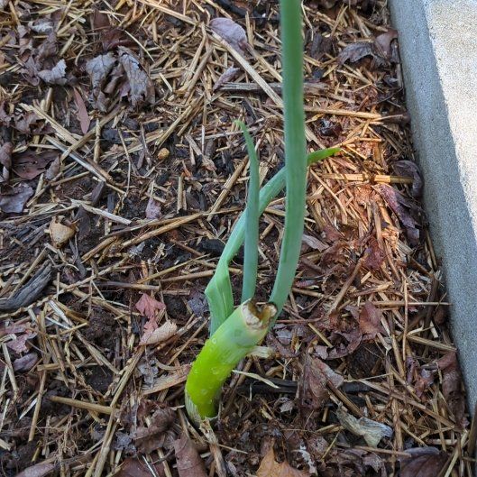 Photo of the plant species Bulb Onion by @IntenselyMum26 named Winston on Greg, the plant care app