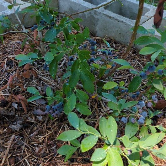 Photo of the plant species American Blueberry by @IntenselyMum26 named Nithin on Greg, the plant care app