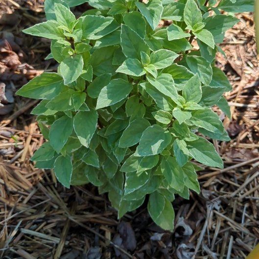 Photo of the plant species Basil by @IntenselyMum26 named Bigleef Smalls on Greg, the plant care app