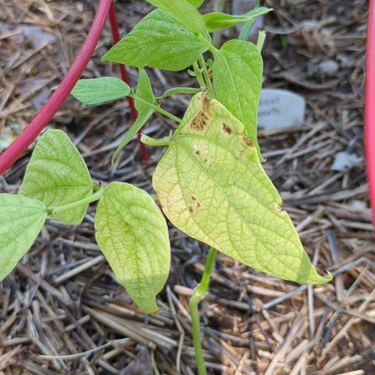 Photo of the plant species Common Bean by @IntenselyMum26 named Cleopatra on Greg, the plant care app