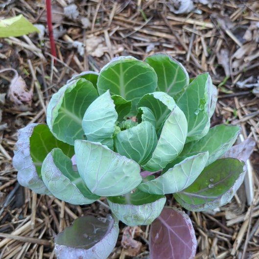 Photo of the plant species Brussel Sprout by @IntenselyMum26 named Treeyoncé on Greg, the plant care app