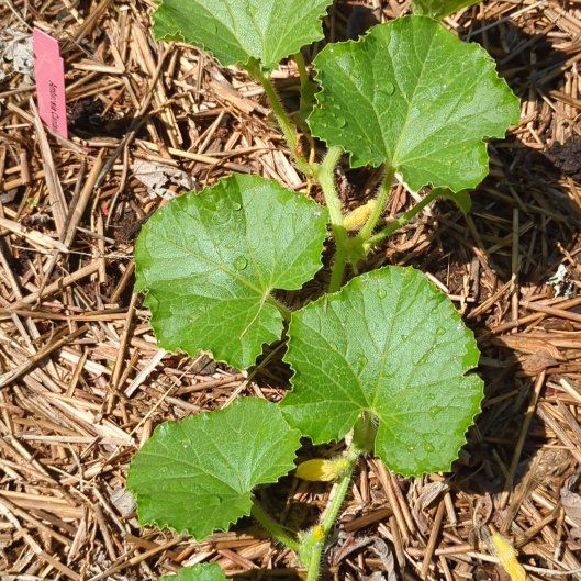 Photo of the plant species Melon by @IntenselyMum26 named Anne on Greg, the plant care app