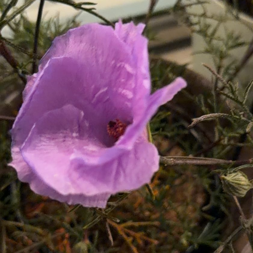 Photo of the plant species Lilac Hibiscus by @FineSaguaro58 named Eva on Greg, the plant care app