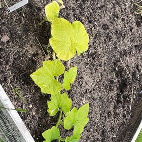 Photo of the plant species Pumpkin by @SnazzyBacchus6 named Græskar on Greg, the plant care app