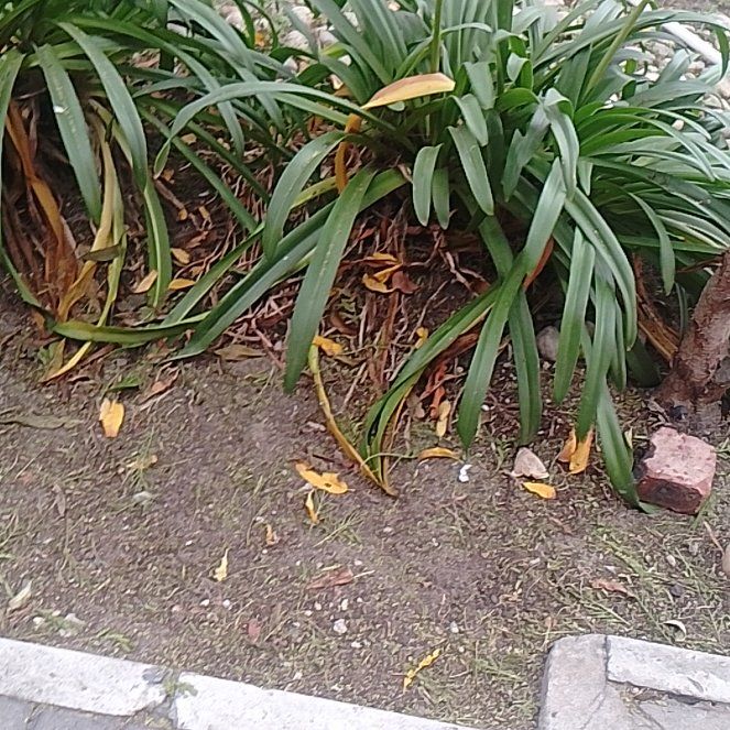 Photo of the plant species Blue Lily by @BodaciousPansy6 named Xena on Greg, the plant care app