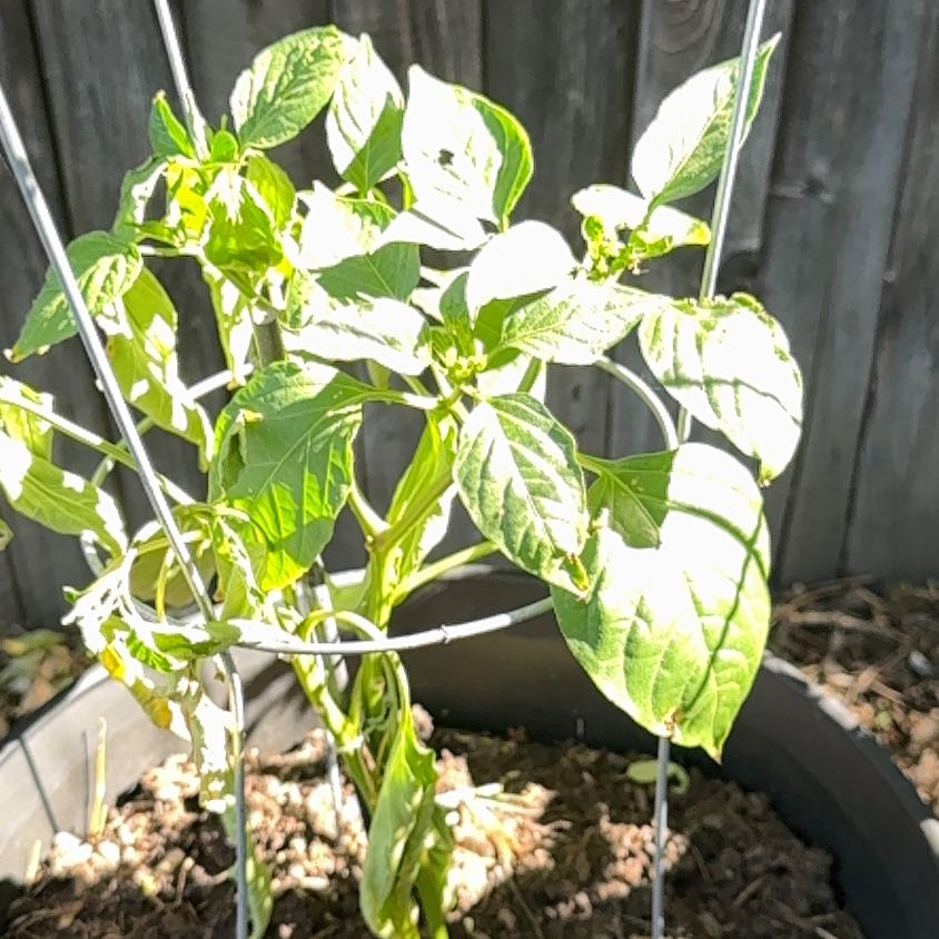 Photo of the plant species Anaheim Pepper by @MaximalPansy2 named Spicy bee on Greg, the plant care app
