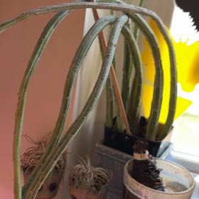 Photo of the plant species Arizona Queen-of-the-Night by @GreatCosmo61 named Walt on Greg, the plant care app