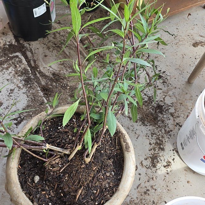Photo of the plant species Mexican Bluebell by @TrustyGerbera named Dolores on Greg, the plant care app