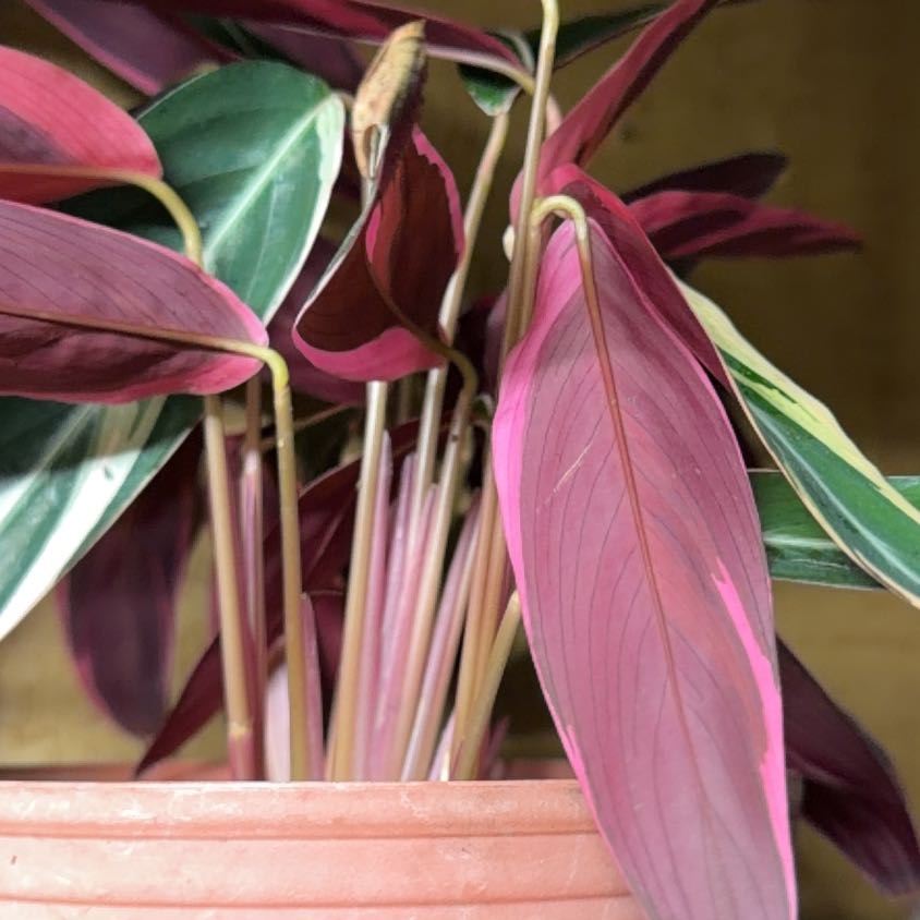 Photo of the plant species Stromanthe sanguinea 'Tricolor' by @CozyTitoki6 named Maya on Greg, the plant care app