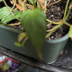 Photo of the plant species Asiatic Dayflower by @CozyTitoki6 named Oscar on Greg, the plant care app