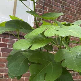 Photo of the plant species Brown Turkey Fig by @CozyTitoki6 named Kesha on Greg, the plant care app