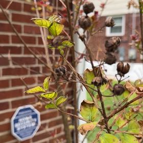 Photo of the plant species Cape Myrtle by @CozyTitoki6 named Duke on Greg, the plant care app
