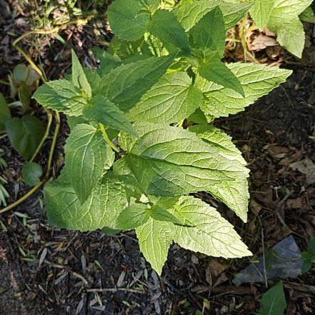 Photo of the plant species Fragrant Giant Hyssop by @SteadyAnise69 named Duke on Greg, the plant care app