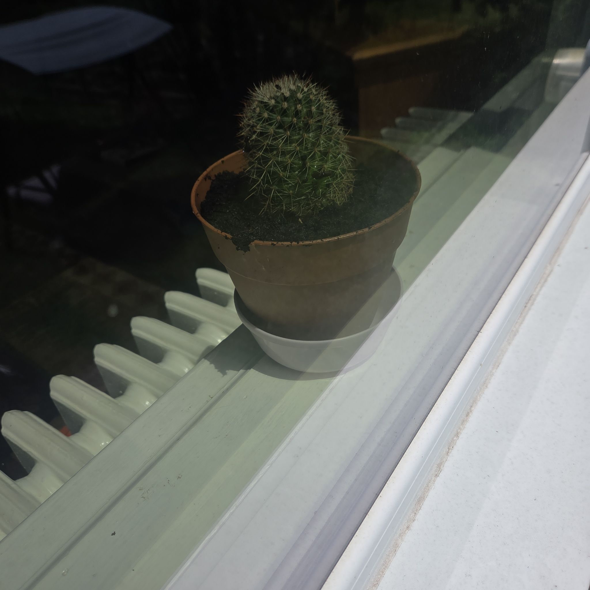 Photo of the plant species Mammillaria spinosissima f. rubrispina by @SapientClusia2 named Spike on Greg, the plant care app