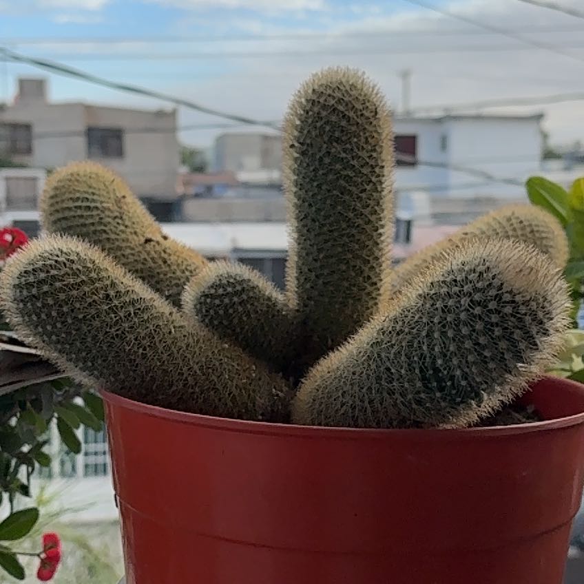Photo of the plant species Arborescent Prickly Pear by @NewKawaka44 named Drake on Greg, the plant care app