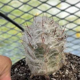 Photo of the plant species White Column Foxtail Cactus by @NewKawaka44 named Xena on Greg, the plant care app