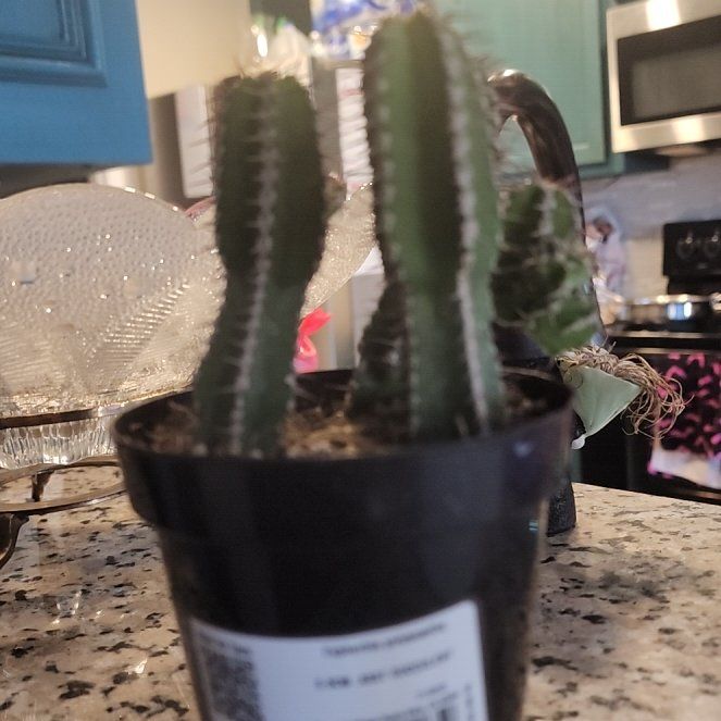 Photo of the plant species Euphorbia Polyacantha by @GemLipandra6 named Kesha on Greg, the plant care app