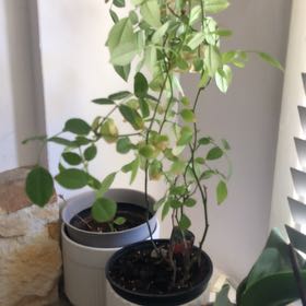 Photo of the plant species Brenia Snowbush by @YeveRadish65 named Gregarious on Greg, the plant care app
