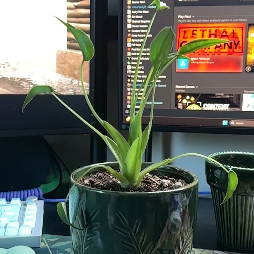 Photo of the plant species Alocasia Tiny Dancers by @SoupedupGuayule named Austen on Greg, the plant care app