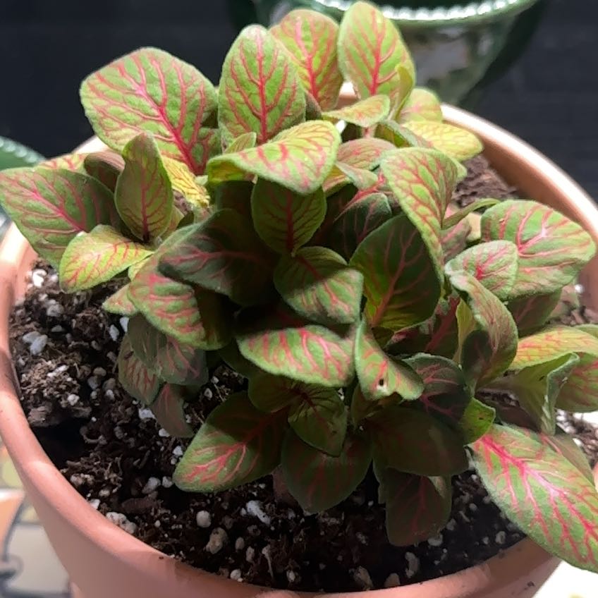 Photo of the plant species Fittonia by @SoupedupGuayule named Planty on Greg, the plant care app