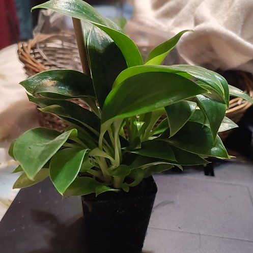 Photo of the plant species Green Princess by @BAKmomma named Queen on Greg, the plant care app