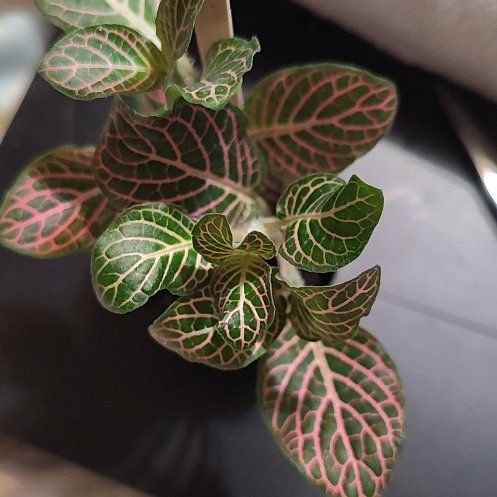 Photo of the plant species Pink Angel Nerve Plant by @BAKmomma named Eva on Greg, the plant care app