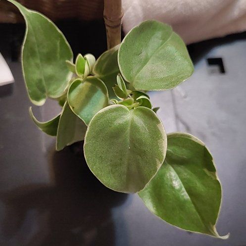 Photo of the plant species Variegated Peperomia Scandens by @BAKmomma named Xena on Greg, the plant care app
