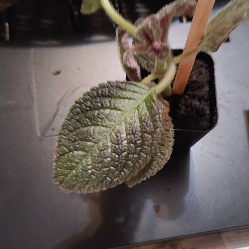 Photo of the plant species Episcia 'Pink Panther' by @BAKmomma named Ronaldo on Greg, the plant care app