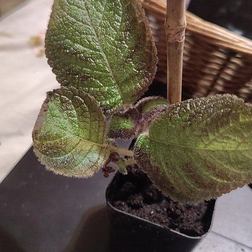 Photo of the plant species Episcia 'Pink Panther' by @BAKmomma named LiloStitch on Greg, the plant care app