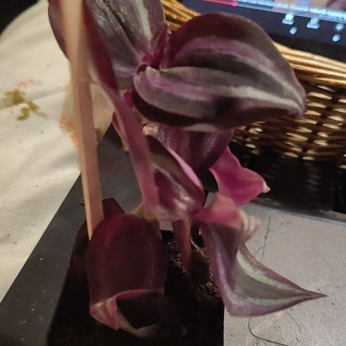 Photo of the plant species Wandering Dude 'Burgundy' by @BAKmomma named Aria on Greg, the plant care app