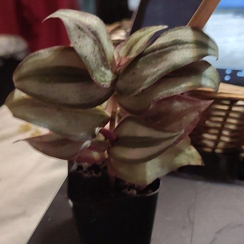 Photo of the plant species Tradescantia Quadricolor by @BAKmomma named Nithin on Greg, the plant care app