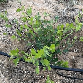 Photo of the plant species Valley Oak by @AwakeCacto37 named Ronaldo on Greg, the plant care app