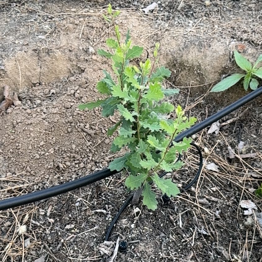 Photo of the plant species Bur Oak by @AwakeCacto37 named Walt on Greg, the plant care app