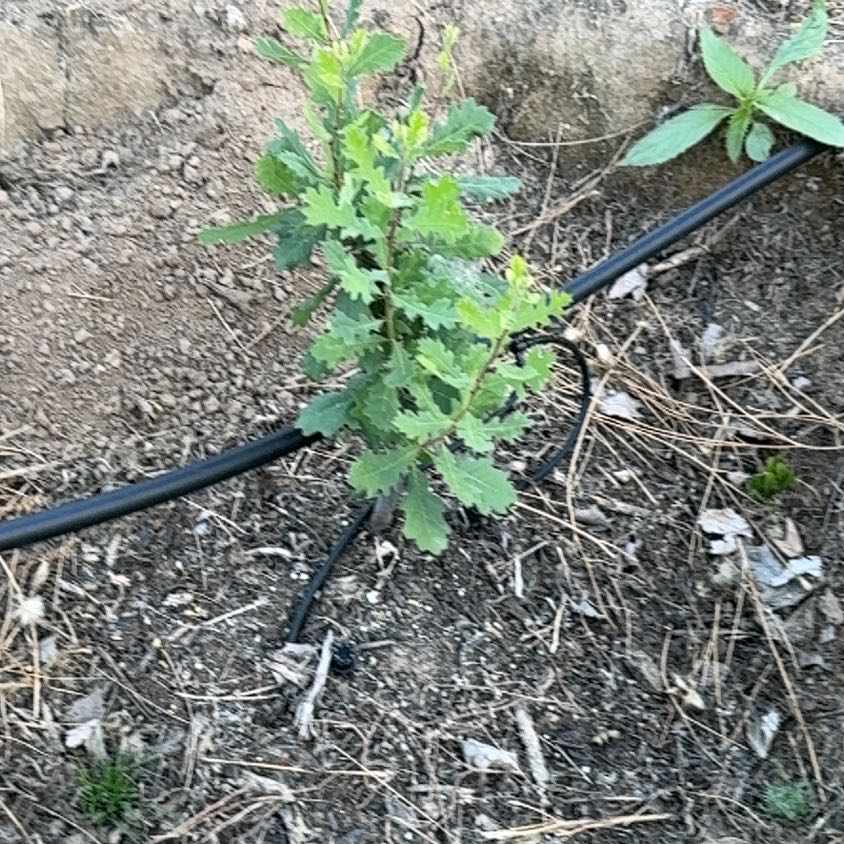 Photo of the plant species Bur Oak by @AwakeCacto37 named Curie on Greg, the plant care app