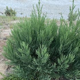 Photo of the plant species Giant Sequoia by @AwakeCacto37 named Stella on Greg, the plant care app