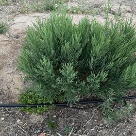 Photo of the plant species Giant Sequoia by @AwakeCacto37 named Denali on Greg, the plant care app