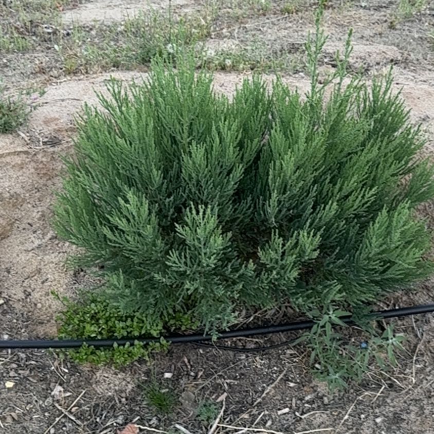 Photo of the plant species Giant Sequoia by @AwakeCacto37 named Mollie on Greg, the plant care app