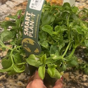 Photo of the plant species Red Apple Ice Plant by @ProGinseng94 named Oscar on Greg, the plant care app