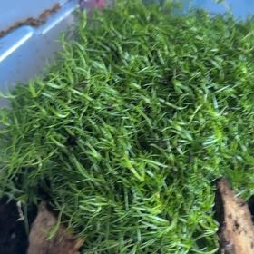 Photo of the plant species Sagina Subulata by @SpeedyJubaea68 named Zion on Greg, the plant care app