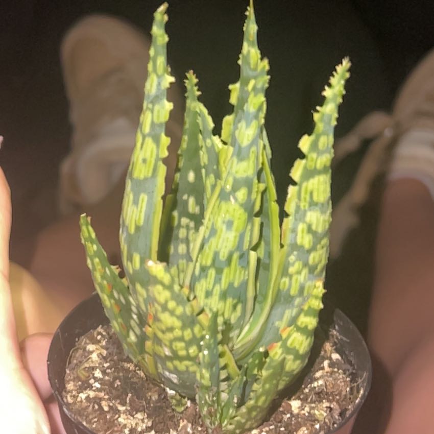 Photo of the plant species Aloe 'Krakatoa' by @Plant_owner named Leaf Erickson/ ChloroPhil on Greg, the plant care app