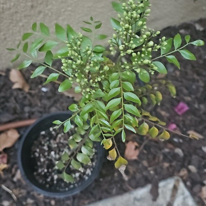 Photo of the plant species Curry Tree by @SageClusia84 named Marilyn on Greg, the plant care app