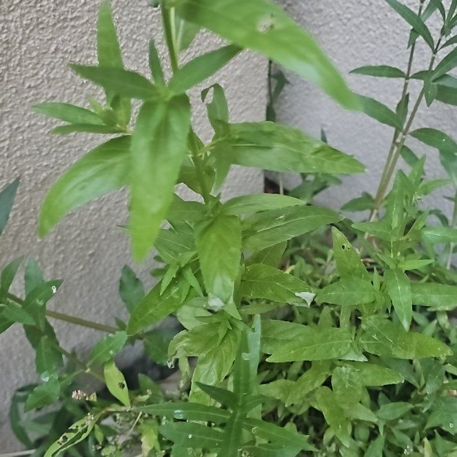 Photo of the plant species Northern Willowherb by @SageClusia84 named Miley on Greg, the plant care app