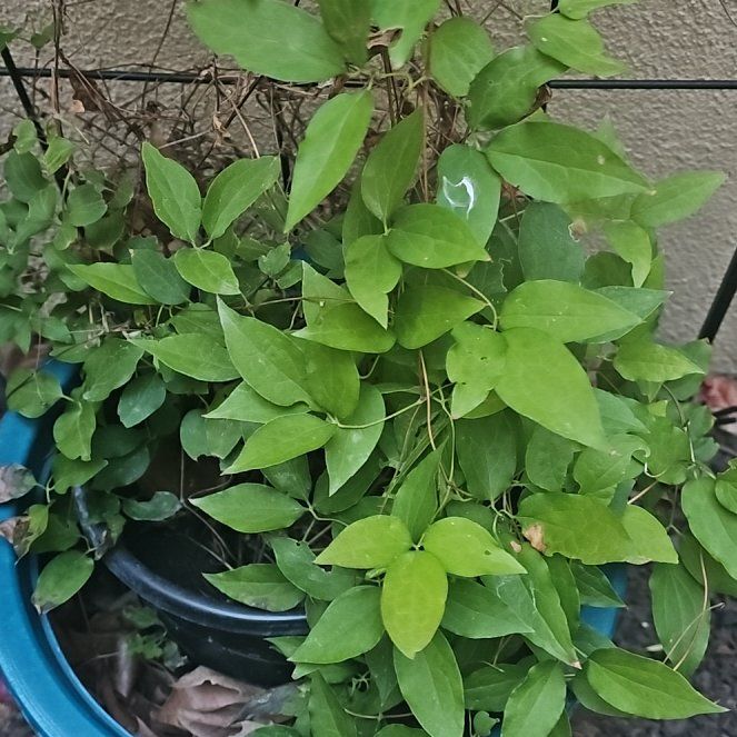 Photo of the plant species Sweet Autumn Virginsbower by @SageClusia84 named Girlfrond on Greg, the plant care app