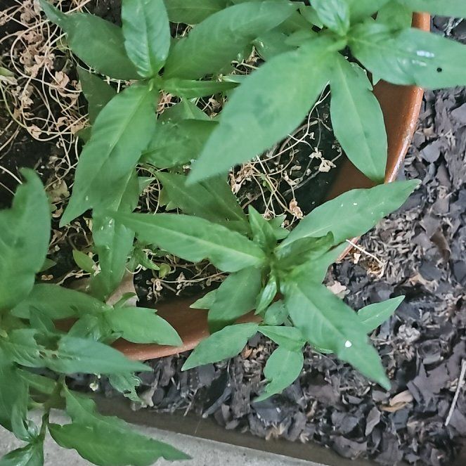 Photo of the plant species Persicaria Longiseta by @SageClusia84 named Fernie Mac on Greg, the plant care app