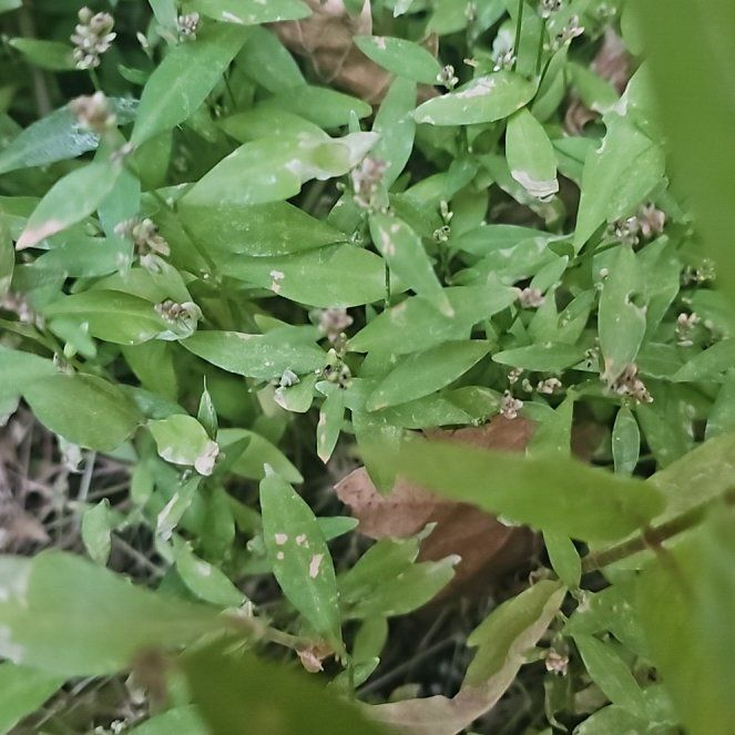 Photo of the plant species American Knotweed by @SageClusia84 named Eva on Greg, the plant care app