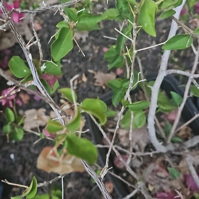 Photo of the plant species Barbados Cherry by @SageClusia84 named Oscar on Greg, the plant care app
