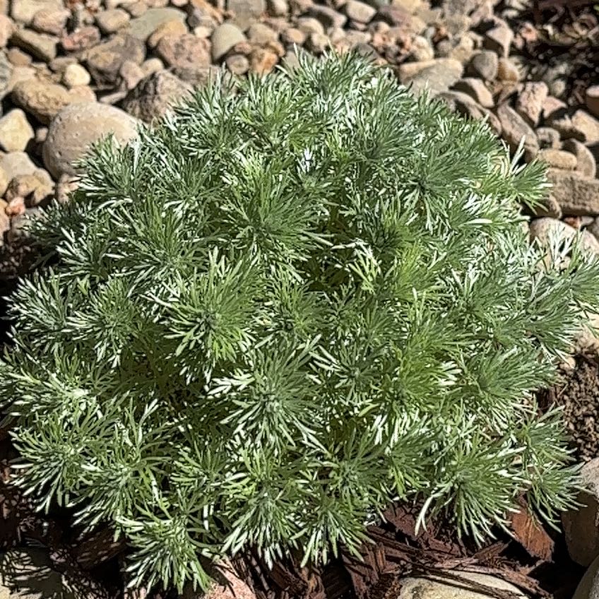 Photo of the plant species silver mound by @LiterateMelon48 named Drake on Greg, the plant care app