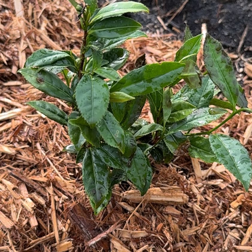 Photo of the plant species Tea by @Amatsuki named Ulysses S Plant on Greg, the plant care app