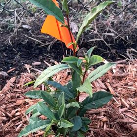 Photo of the plant species Tea by @Amatsuki named Peter Parker on Greg, the plant care app